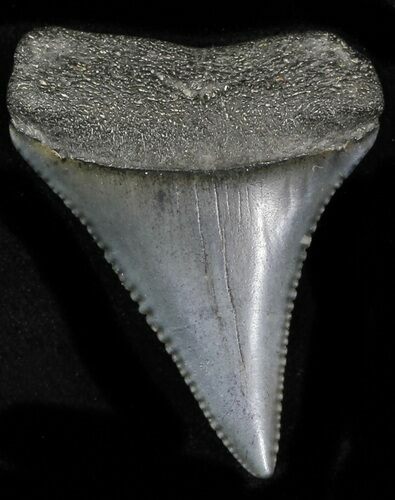 Serrated Fossil Great White Shark Tooth - #31608